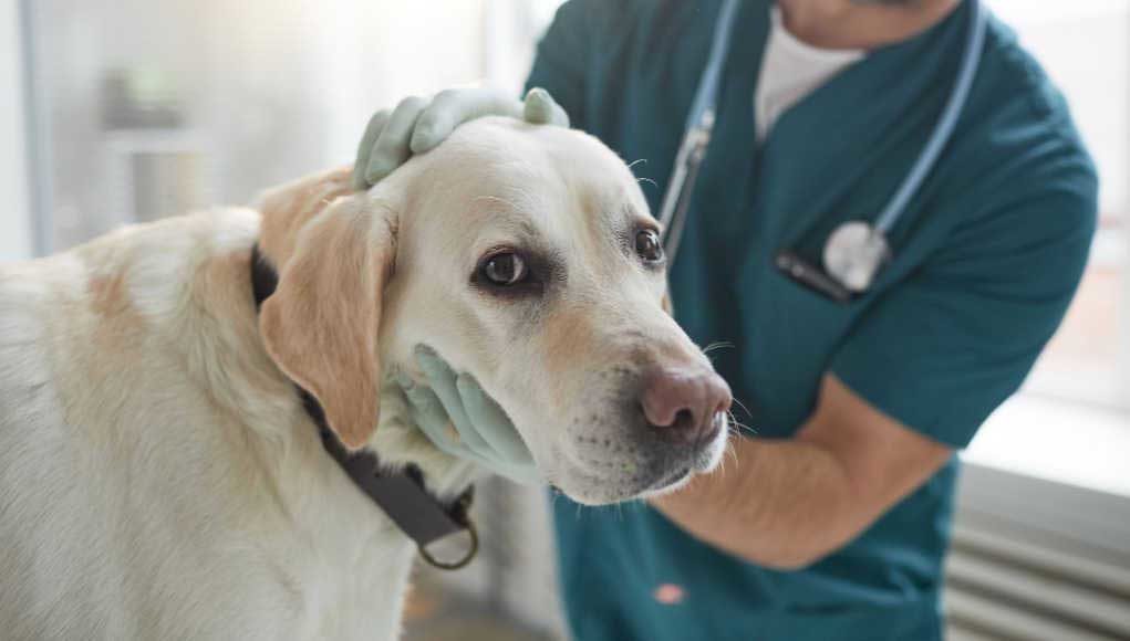 Thyroid Cancer in Dogs