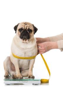 Weight-management-for-dogs-with-hip-dysplasia