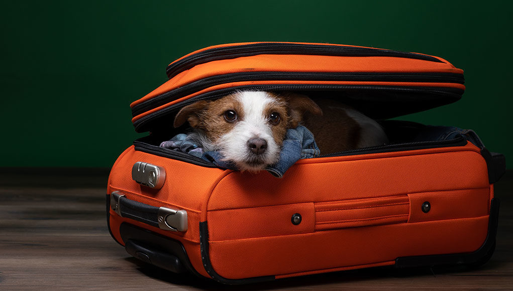 What To Bring When Boarding Your Dog Featured