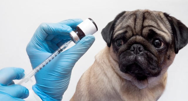 What Vaccines Does My Dog Need for Boarding featured image