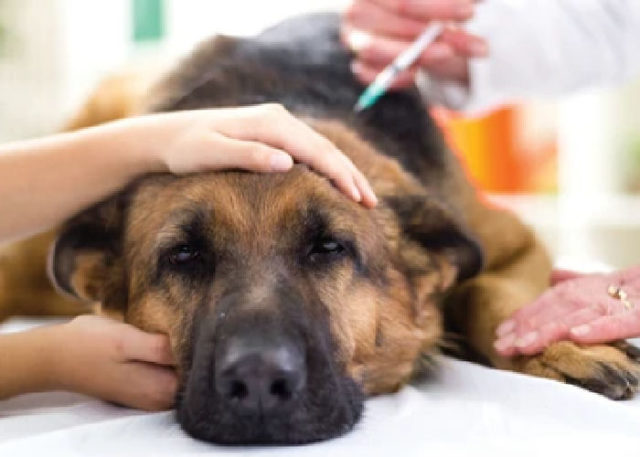 Canine Vaccination