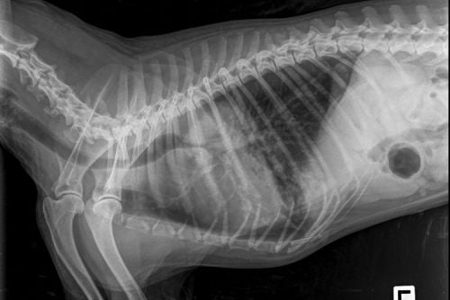 Xray of Lung Cancer in dog