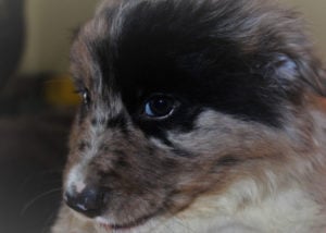 Young-border-collie-with-coat-markings