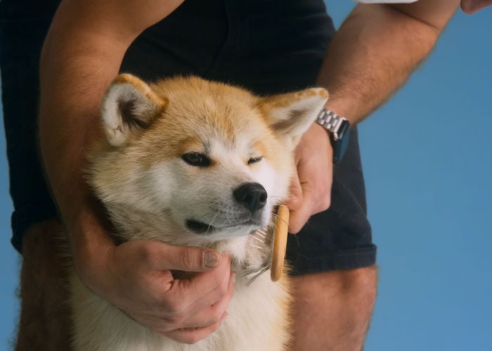 brushing akita's double coat