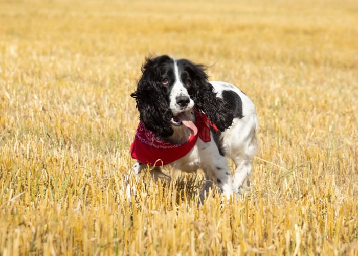 docker mixed breed