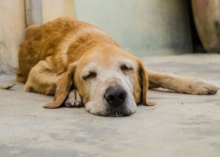 dog cancer foundations use euthanasia