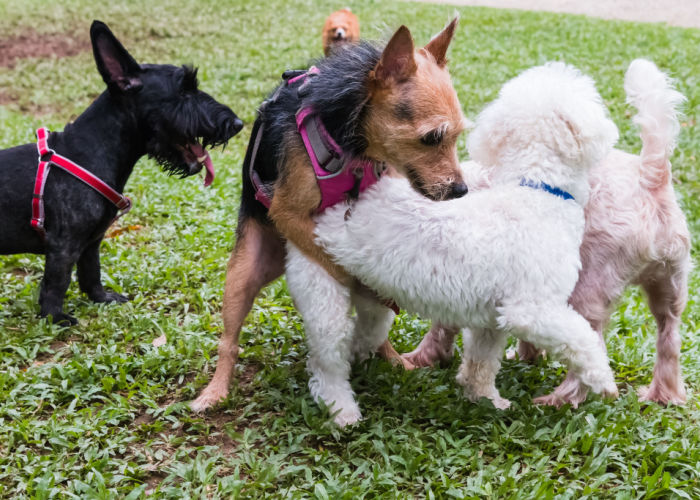 dog humping a dog