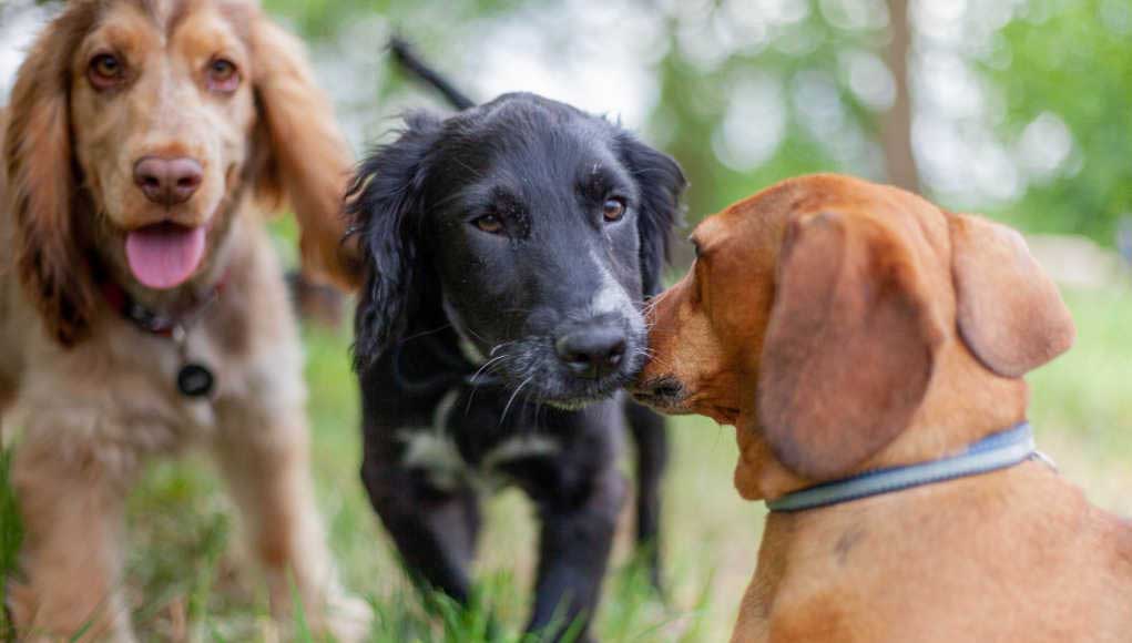 doggy daycare vs boarding