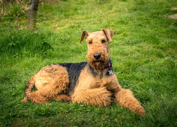 dogs good for hot weather airedale terrier