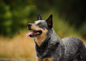 dogs good for hot weather australian cattle dog