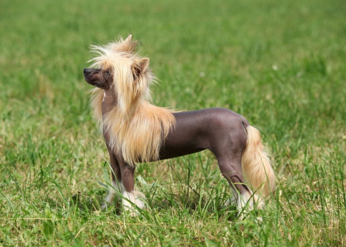 dogs good for hot weather chinese crested