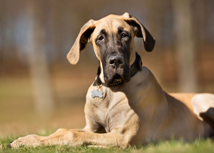 dogs good for hot weather great dane