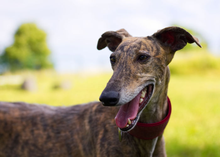 dogs good for hot weather greyhound