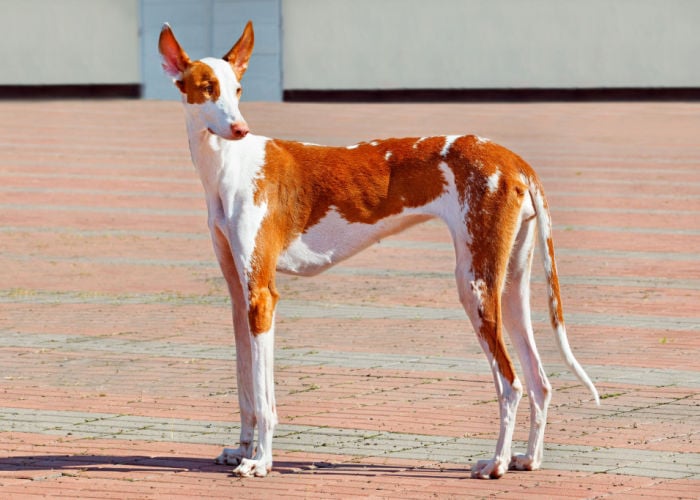 dogs good for hot weather ibizan hound