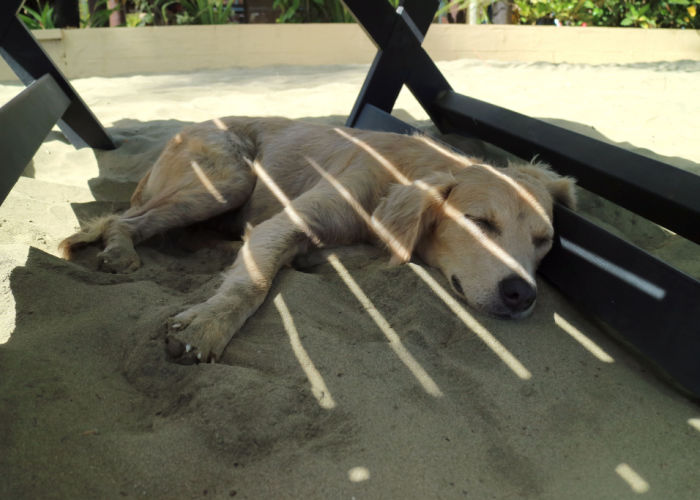 dogs good for hot weather under shade