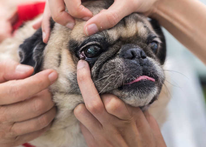 eye examination for dogs