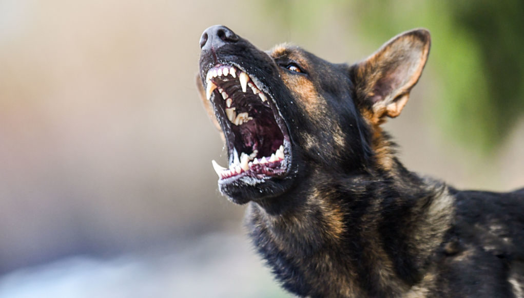 how can you tell if a dog is aggressive