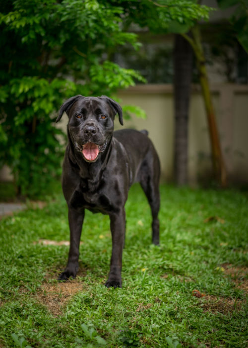 labradane best mixed breed to adopt