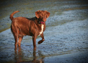 labrador-mixes-labany