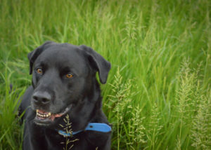 labrador-mixes-labrabull