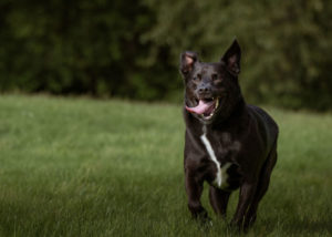 labrador-mixes-labraheeler