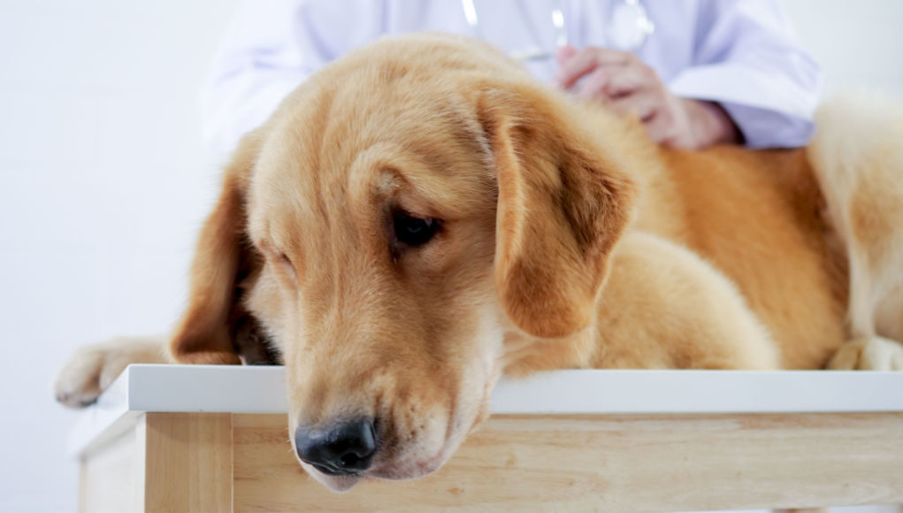 leukemia in dogs