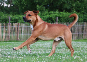 mixed breed guard dog Bullmastiff mix