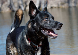 mixed breed guard dog Schnauzer mixes