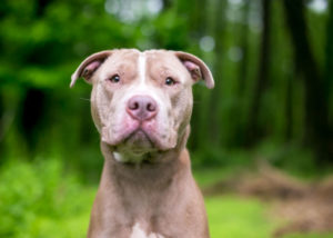 mixed breed guard dog Shar Pei mix