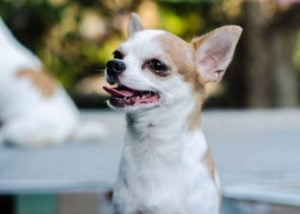 mixed breed guard dog chihuahua mixes