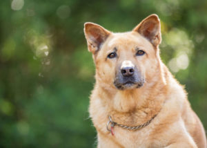 mixed breed guard dog chow chow mix