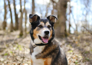 mixed breed guard dog german shepherd