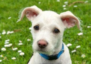 mixed breed guard dog jack russel mixes