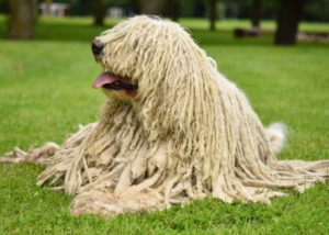 mixed breed guard dog komondor