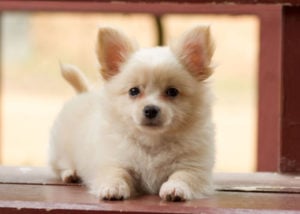 mixed breed guard dog pomeranian mixes