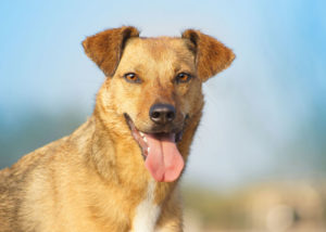 mixed breed guard dog rhodesian ridgeback mix