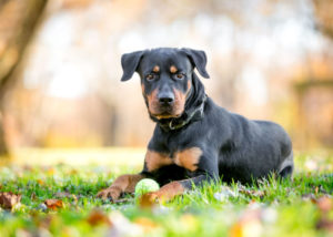 mixed breed guard dog rottweiler mix