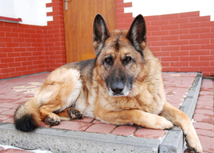 mixed breed guard dog