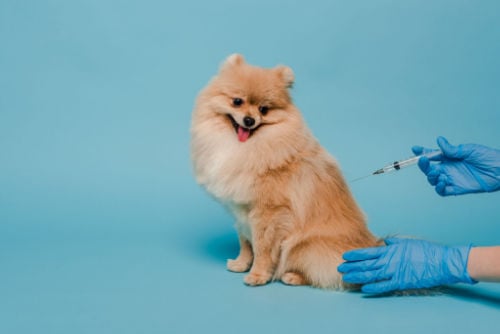 over vaccinating dogs