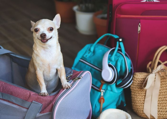 pet hotels instead of dog boarding