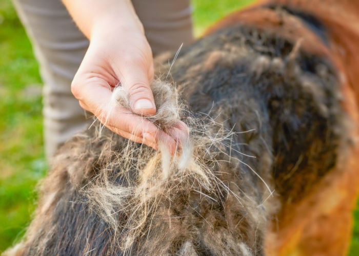 seasonal shedding of double-coated dogs