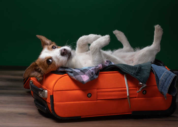 what to bring when boarding your dog