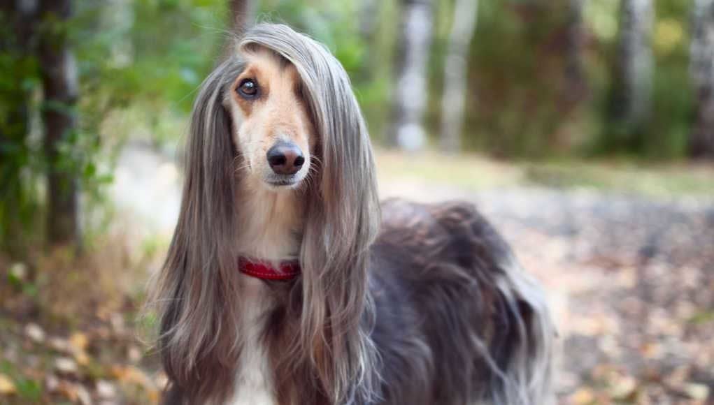 Afghan Hound Dog Breed Profile