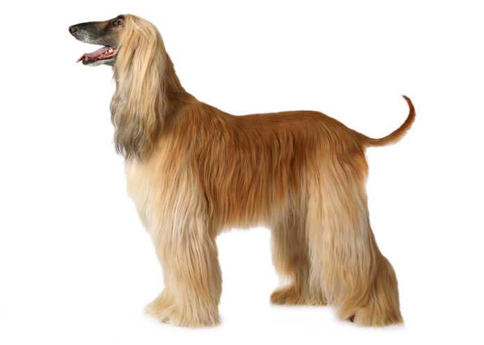 Afghan Hound Dog Breed