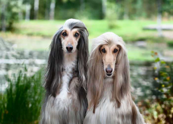 Afghan Hound Dog