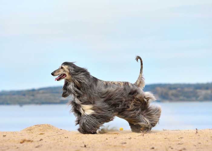 Afghan Hound Breed Price