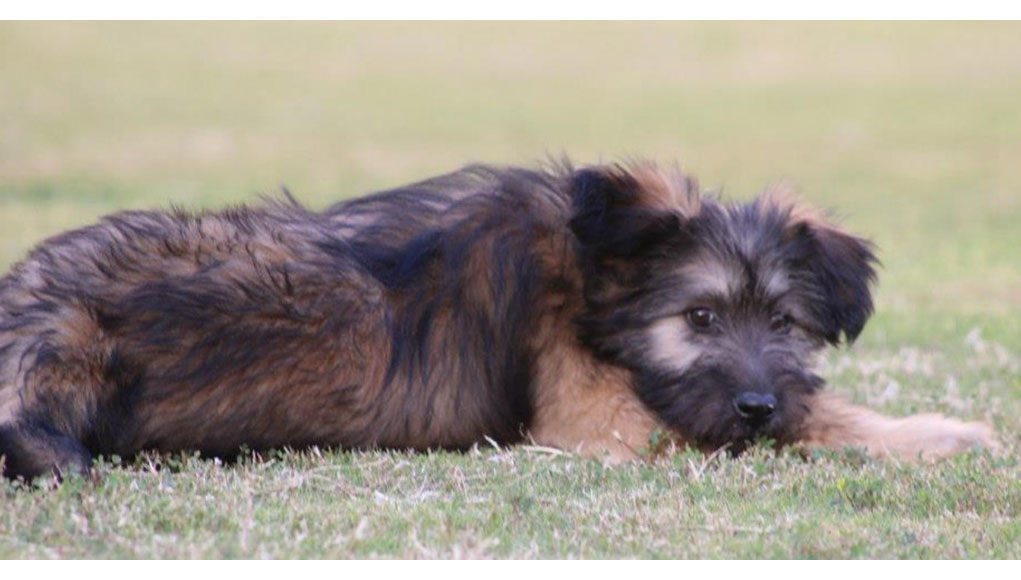 Armant Dog Breed Profile Featured