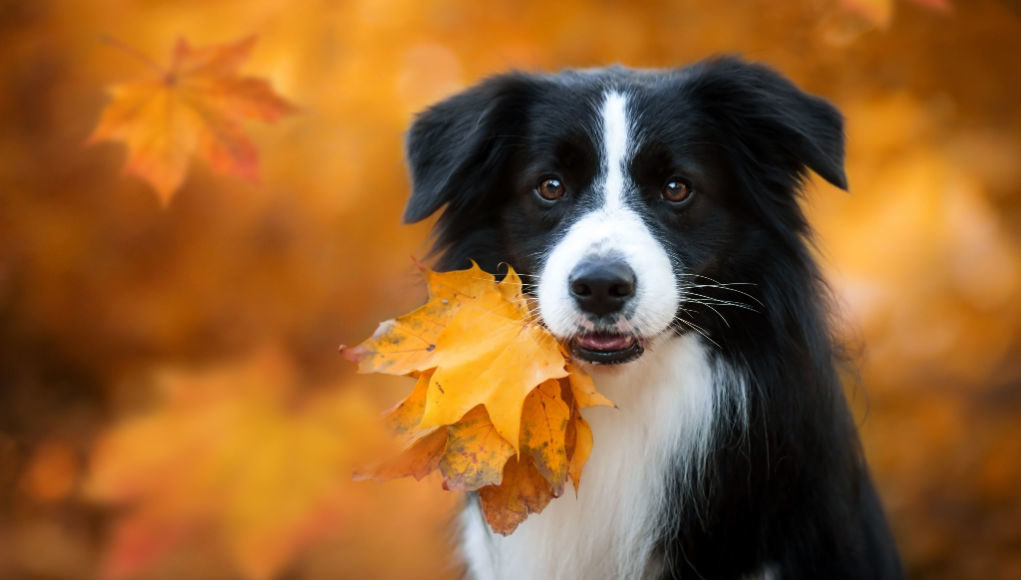 Autumn-dangers-for-dogs-featured-image