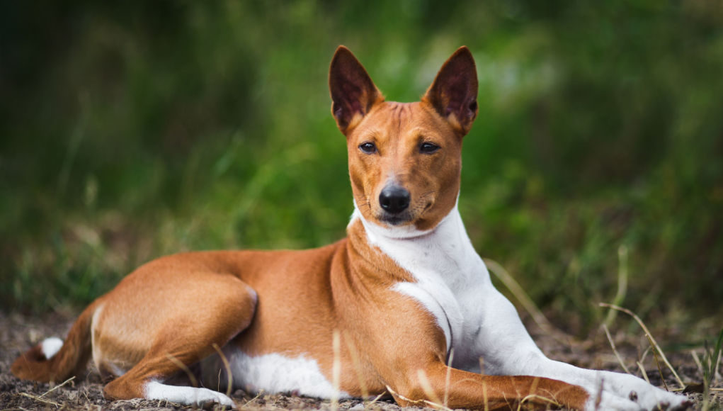 Basenji-featured-image