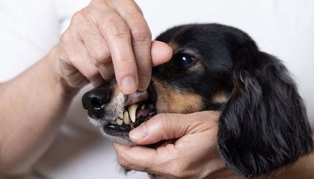 Black Gums in Dogs Featured Image